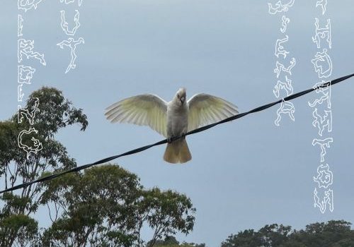 Sienna Thornton - Birding Out