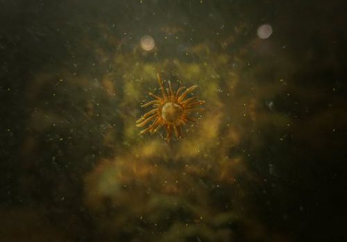 Avi C Engel - Mote