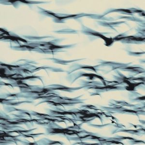 Bellbird - The Call