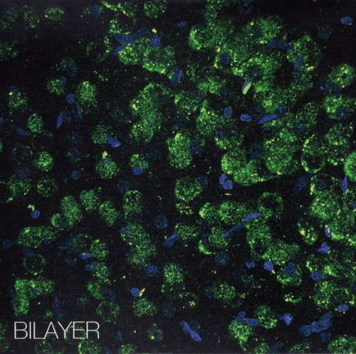 Bilayer - Bilayer