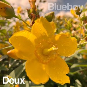 Blueboy - Deux