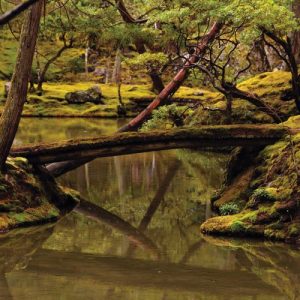 Rebecca Foon and Aliayta Foon-Dancoes – Reverie